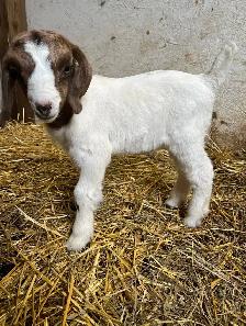 FREE goats - Photo 2