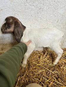 FREE goats - Photo 3