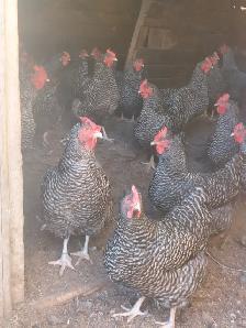 Barred rock hatching eggs