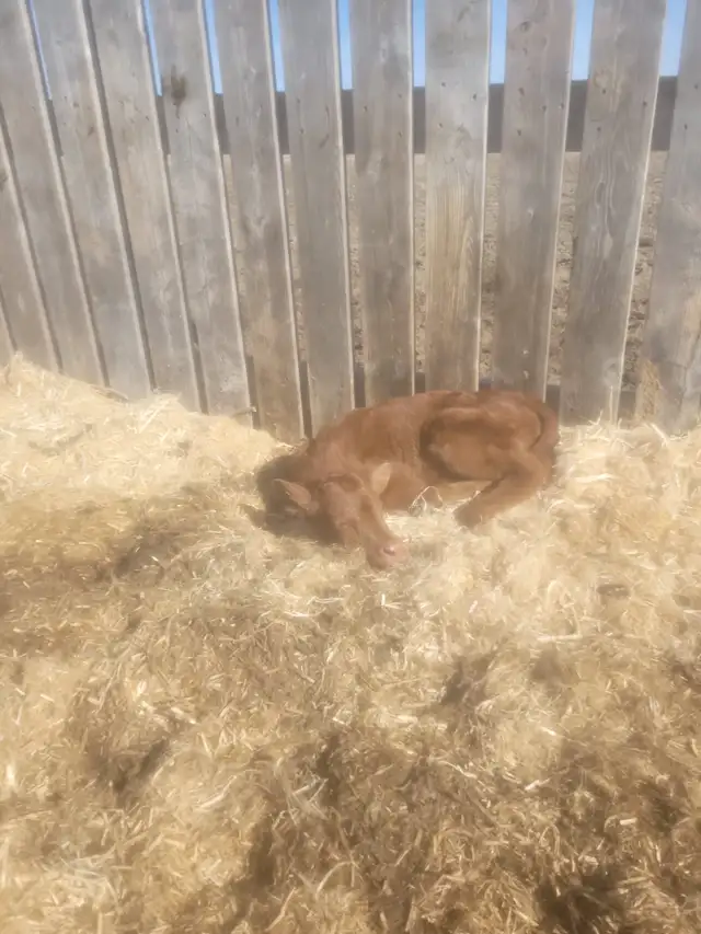 2 Newborn Heifer Calves For Sale