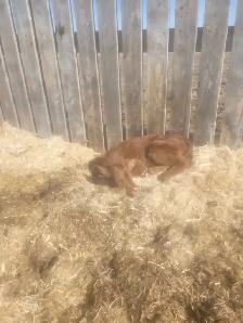 2 Newborn Heifer Calves For Sale