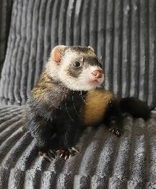 Ferret male for sale