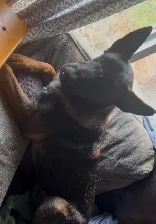 purebred German Shepard