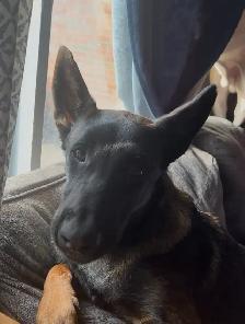 purebred German Shepard - Photo 2