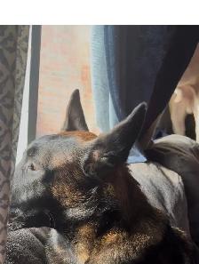 purebred German Shepard - Photo 3