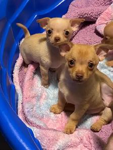 Chihuahua - Photo 10