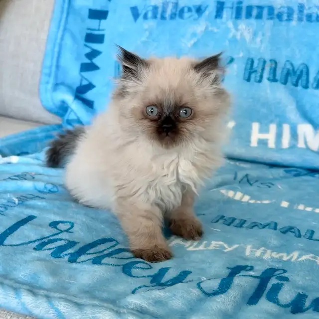 Himalayan kittens