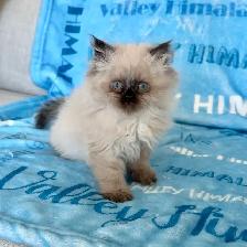 Himalayan kittens
