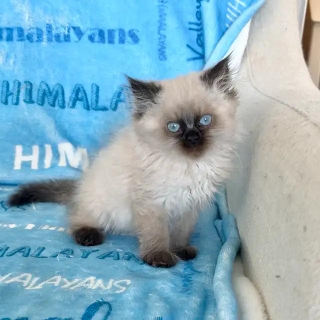 Himalayan kittens - Photo 2