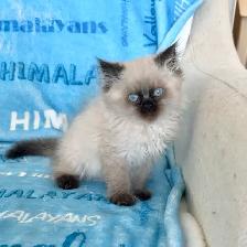Himalayan kittens - Photo 2
