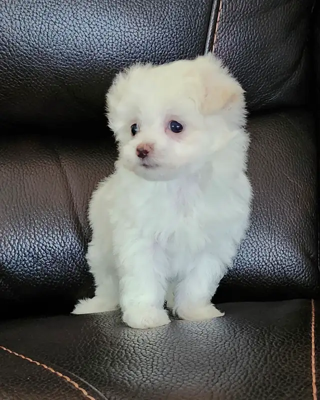 FEMELLE MALTIPOO CHIOT