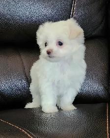 FEMELLE MALTIPOO CHIOT