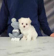 FEMELLE MALTIPOO CHIOT - Photo 2