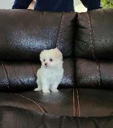FEMELLE MALTIPOO CHIOT - Photo 3