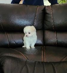 FEMELLE MALTIPOO CHIOT - Photo 4