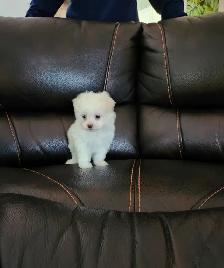 FEMELLE MALTIPOO CHIOT - Photo 5