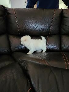 FEMELLE MALTIPOO CHIOT - Photo 6