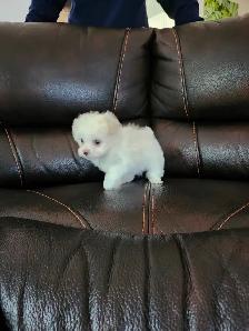FEMELLE MALTIPOO CHIOT - Photo 7