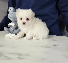 FEMELLE MALTIPOO CHIOT - Photo 8