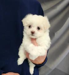 FEMELLE MALTIPOO CHIOT - Photo 9
