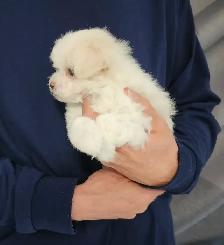 FEMELLE MALTIPOO CHIOT - Photo 10