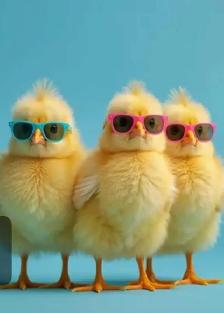 easter chick rehoming. adoption poussin paques - Photo 3