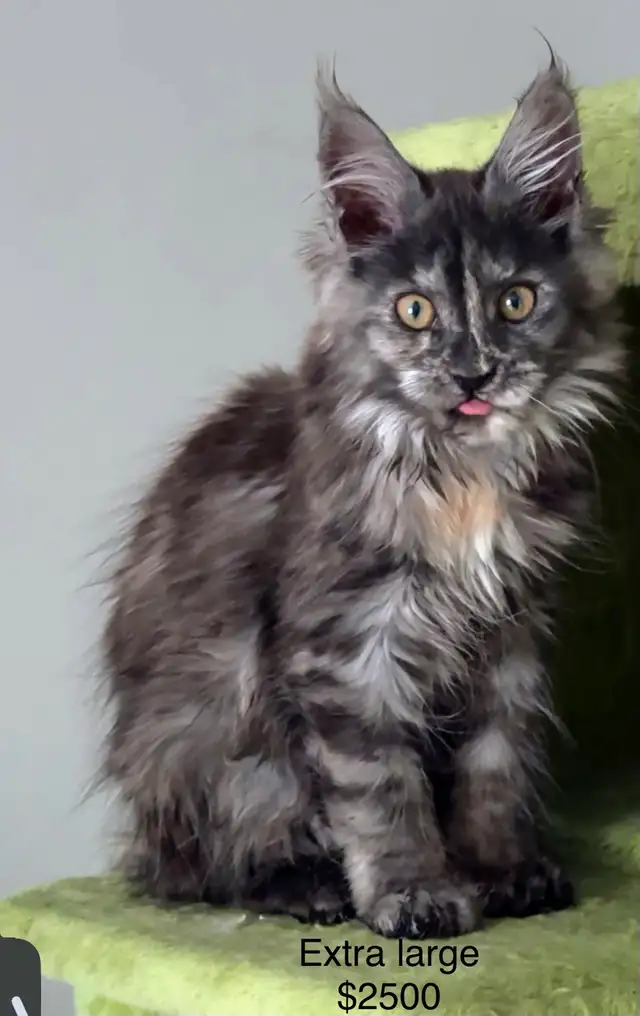 Maine Coon Kittens Open for Reservation Cost from $2000