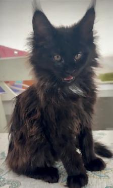 Maine Coon Kittens Open for Reservation Cost from $2000 - Photo 5