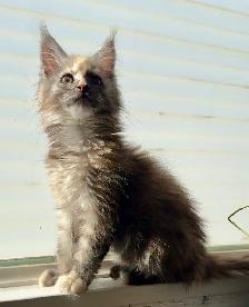 Maine Coon Kittens Open for Reservation Cost from $2000 - Photo 6