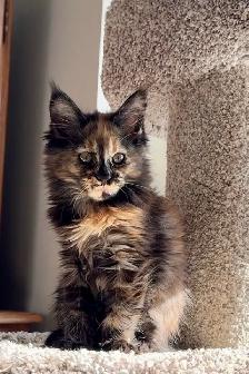 Maine Coon Kittens Open for Reservation Cost from $2000 - Photo 7