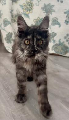 Maine Coon Kittens Open for Reservation Cost from $2000 - Photo 8