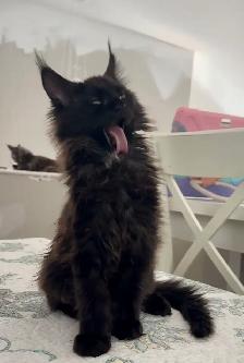 Maine Coon Kittens Open for Reservation Cost from $2000 - Photo 9