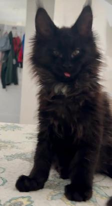 Maine Coon Kittens Open for Reservation Cost from $2000 - Photo 10