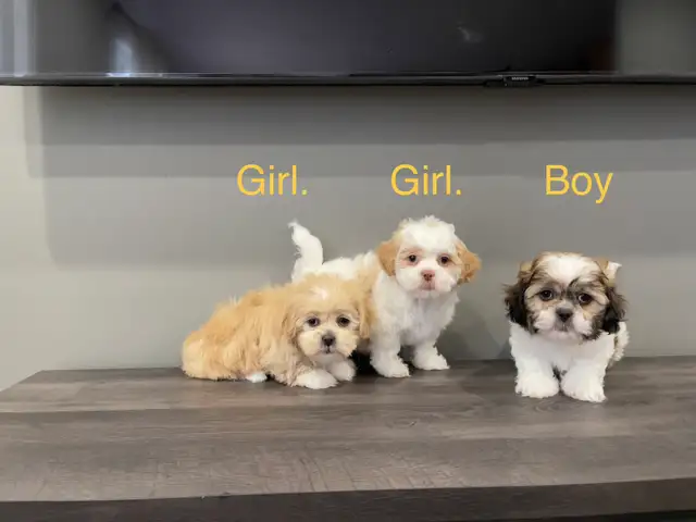 Shichon Puppies! shih-Tzu x Bichon Frise!