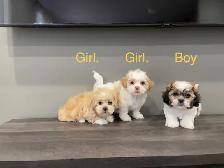 Shichon Puppies! shih-Tzu x Bichon Frise!