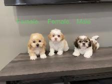 Shichon Puppies! shih-Tzu x Bichon Frise! - Photo 2