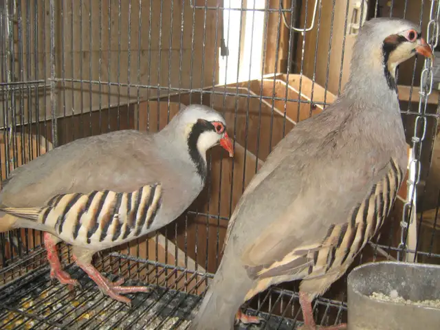 Perdrix bartavelle MALE