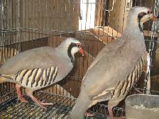 Perdrix bartavelle MALE