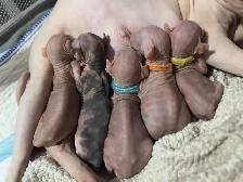 chatons sphynx - Photo 2