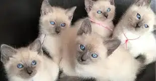 Chatons Siamois cherchent famille!