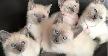 Chatons Siamois cherchent famille!