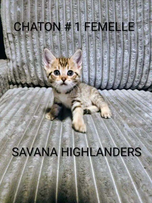 CHATONS HIGHLANDS LYNX// SAVANA HIGHLANDERS