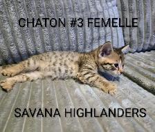 CHATONS HIGHLANDS LYNX// SAVANA HIGHLANDERS - Photo 6