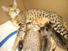 CHATONS HIGHLANDS LYNX// SAVANA HIGHLANDERS - Photo 10