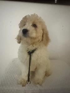 Entldoodles - Photo 2