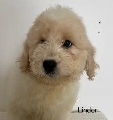 Entldoodles - Photo 3