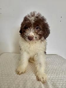 Entldoodles - Photo 4