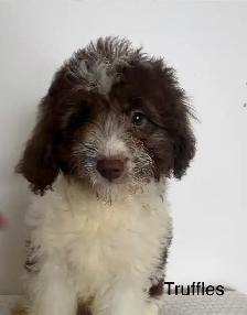 Entldoodles - Photo 5