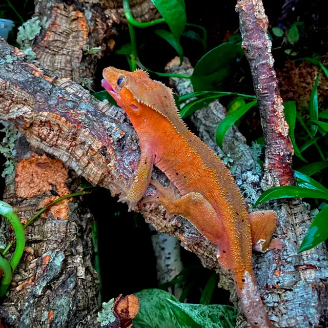 Gecko à crête    Terrarium