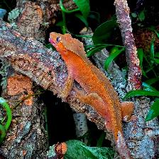 Gecko à crête    Terrarium